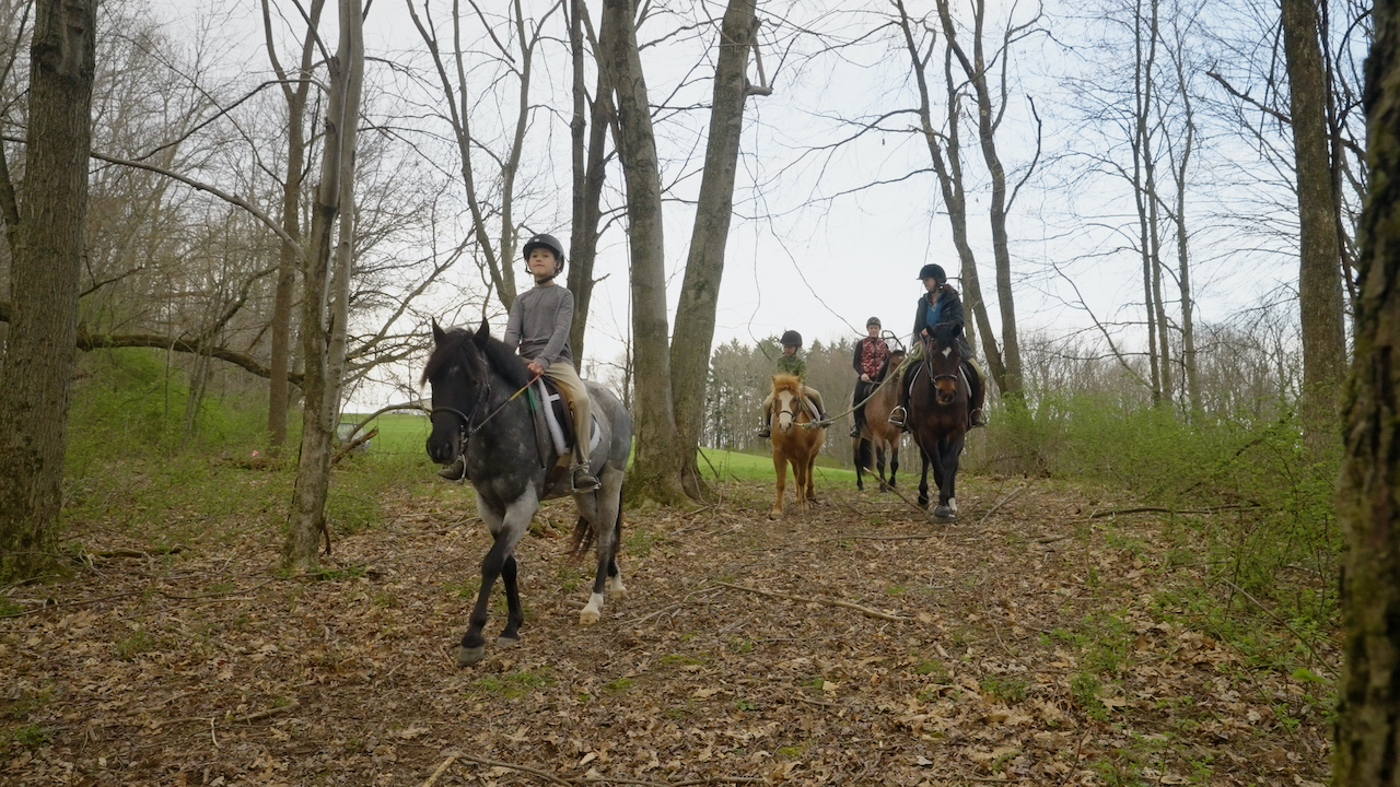 shenanigans stables stalls 